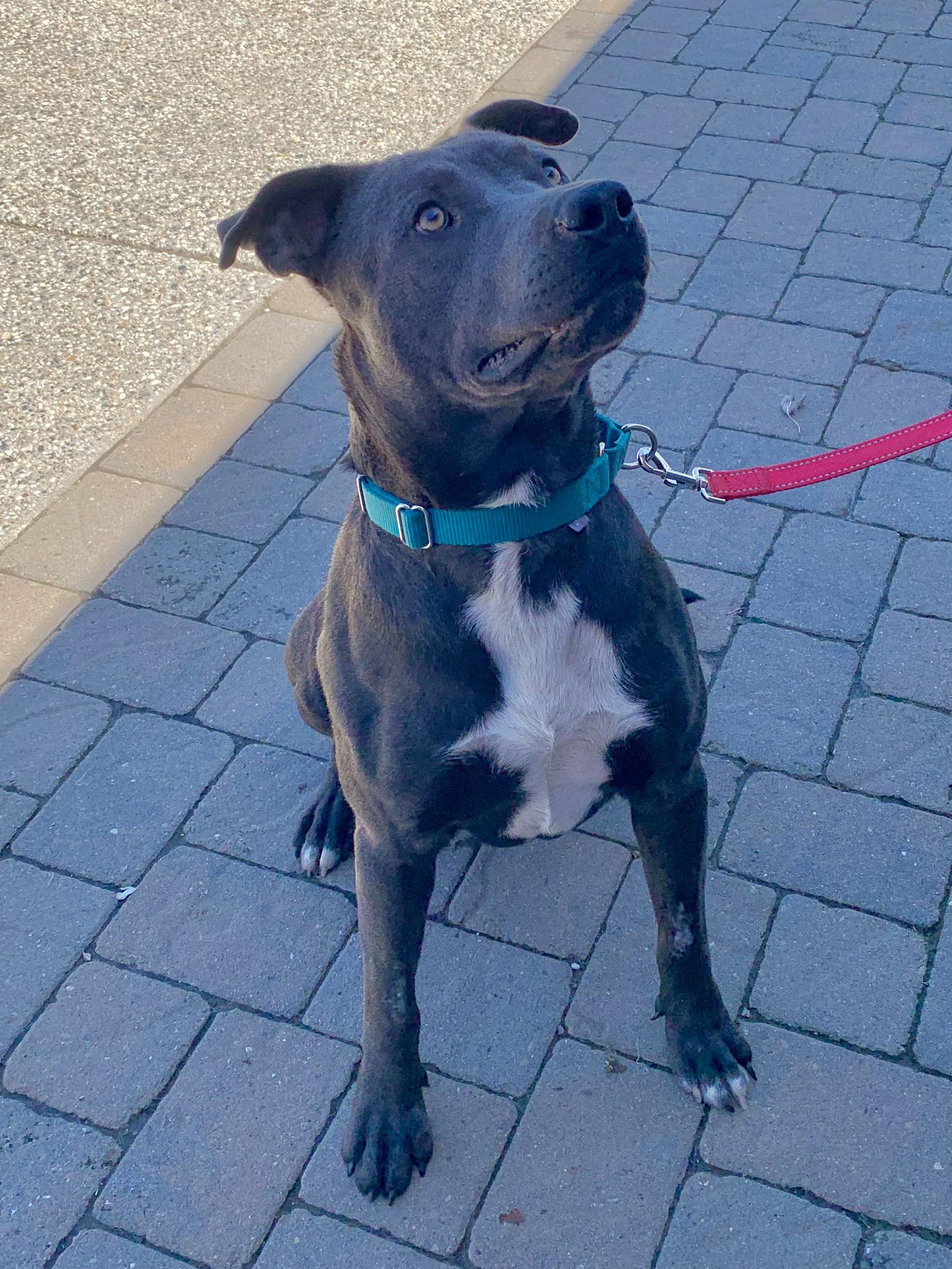 Enlarge Duke, a ADOPTABLE mixed breed in Grass Valley, CA image 2/6