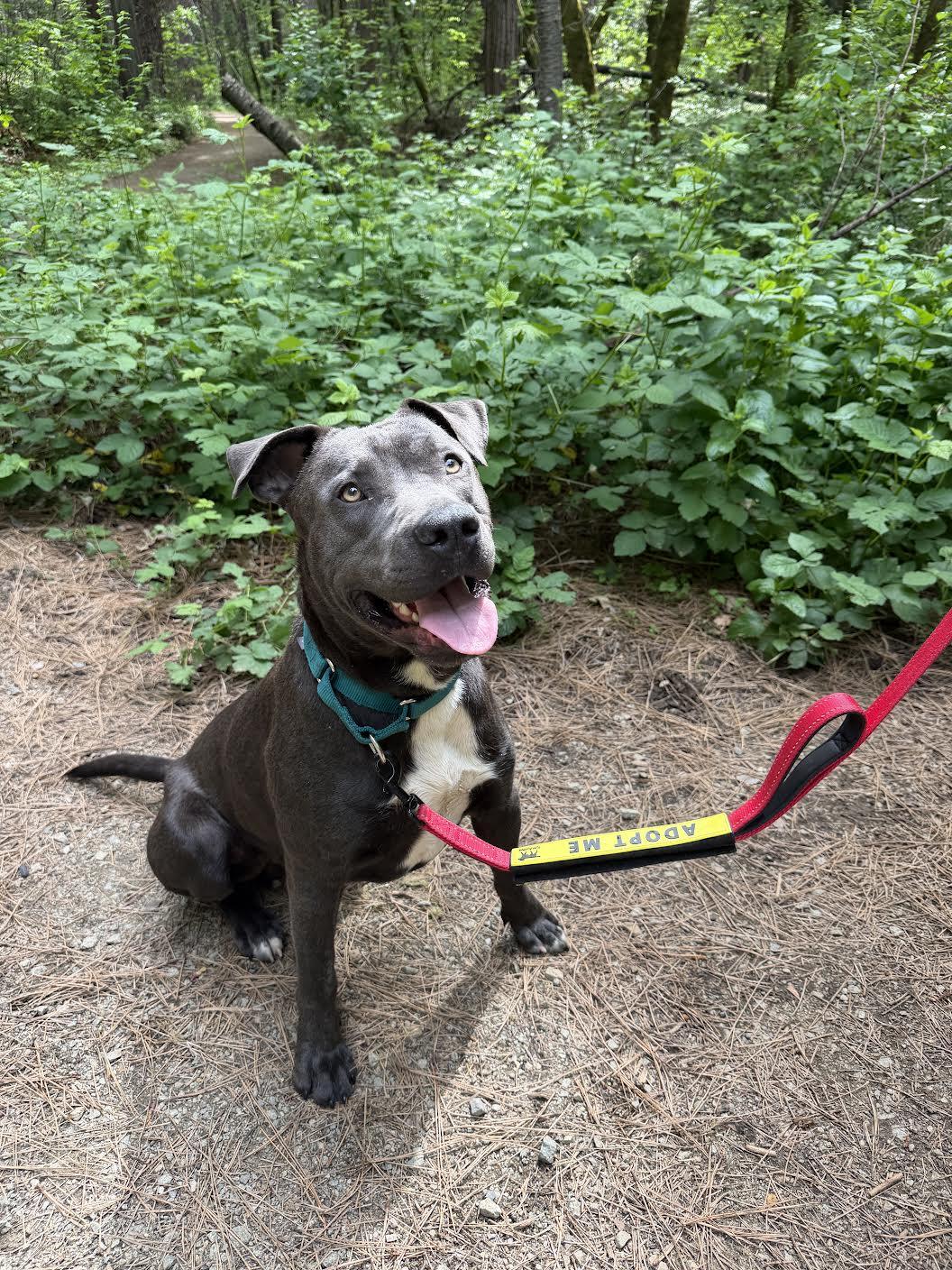 Duke, a ADOPTABLE mixed breed in Grass Valley, CA image 1/5
