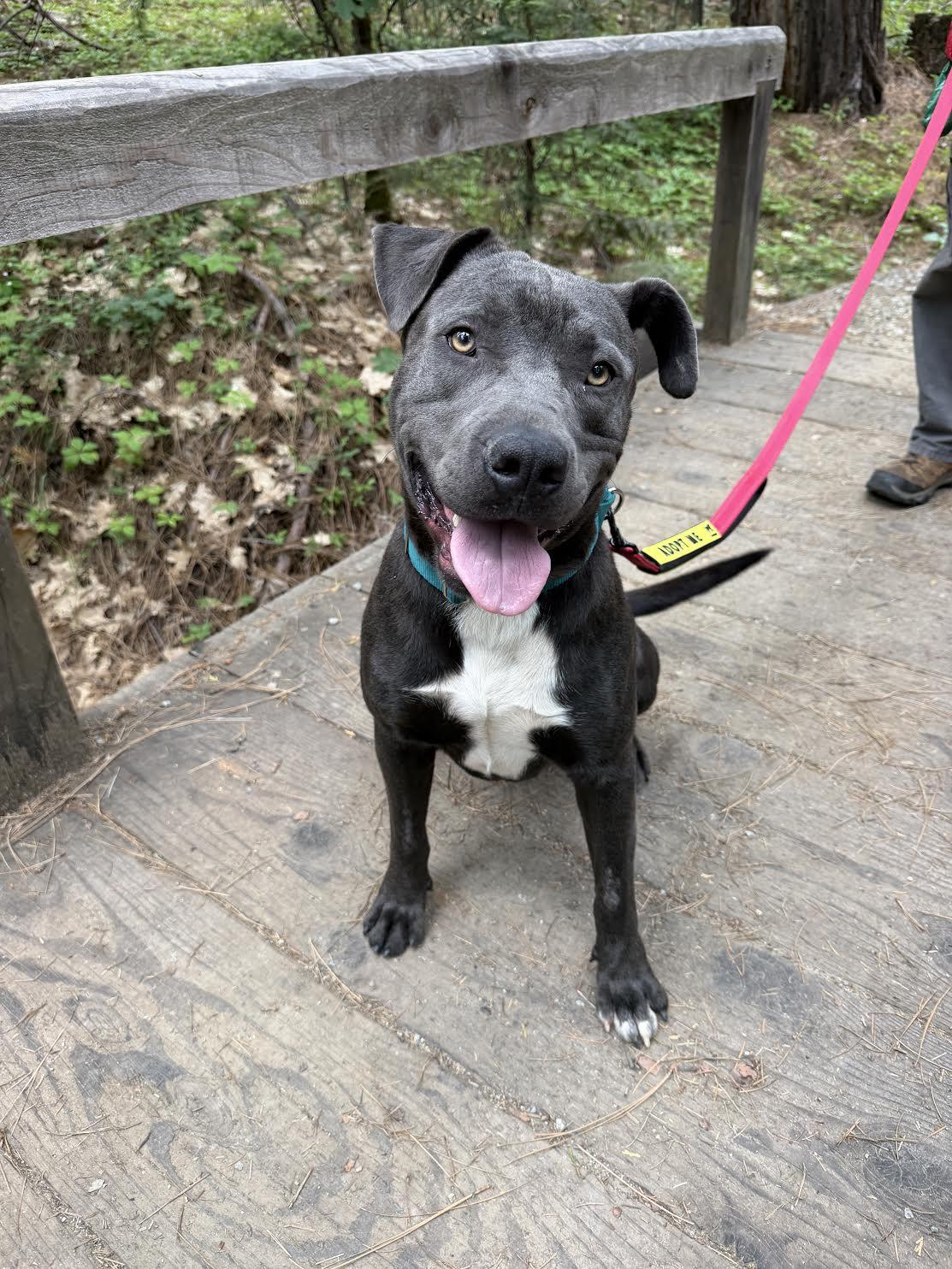 Duke, a ADOPTABLE mixed breed in Grass Valley, CA image 5/5