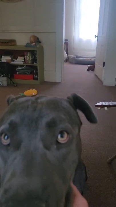 Enlarge Duke, an adoptable mixed breed in Grass Valley, CA video 4/6