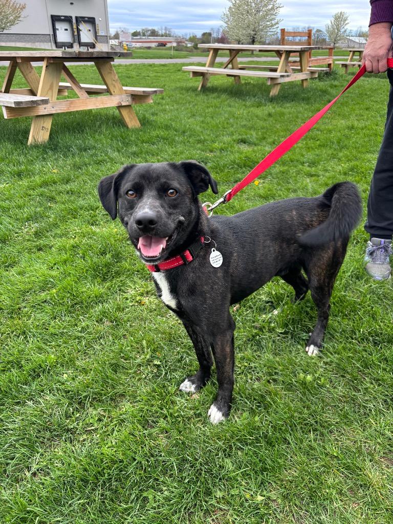 Reed, Adoptable, Young Male Terrier.
