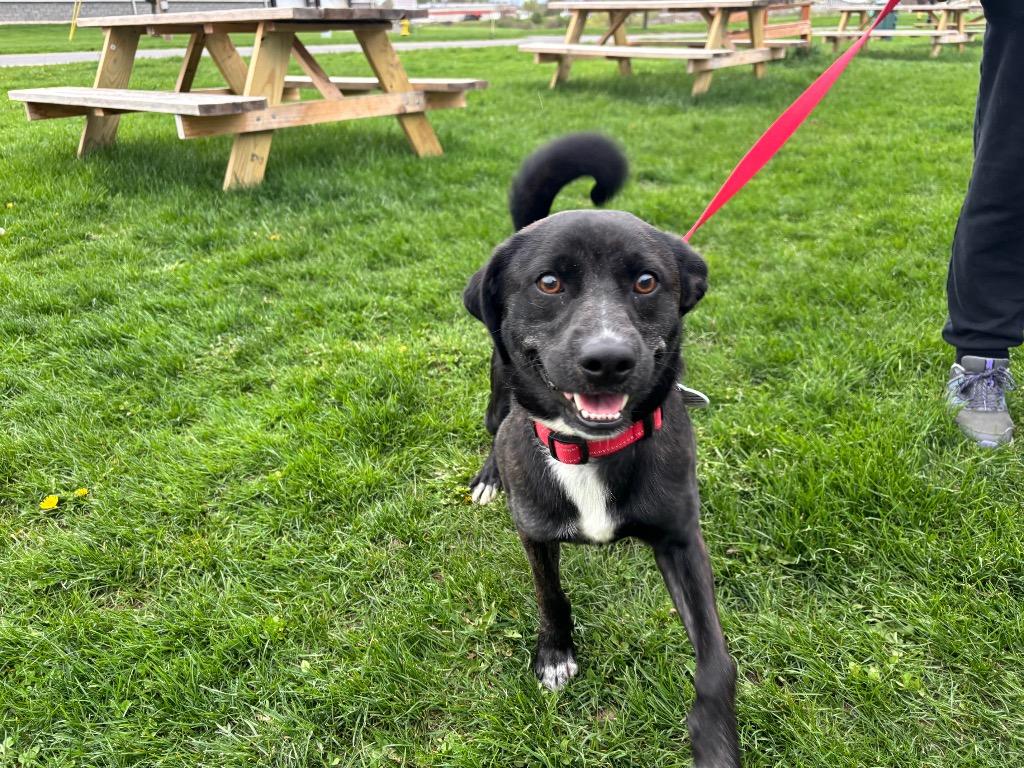Reed, a Adoptable mixed breed in North Syracuse, NY image 2/6
