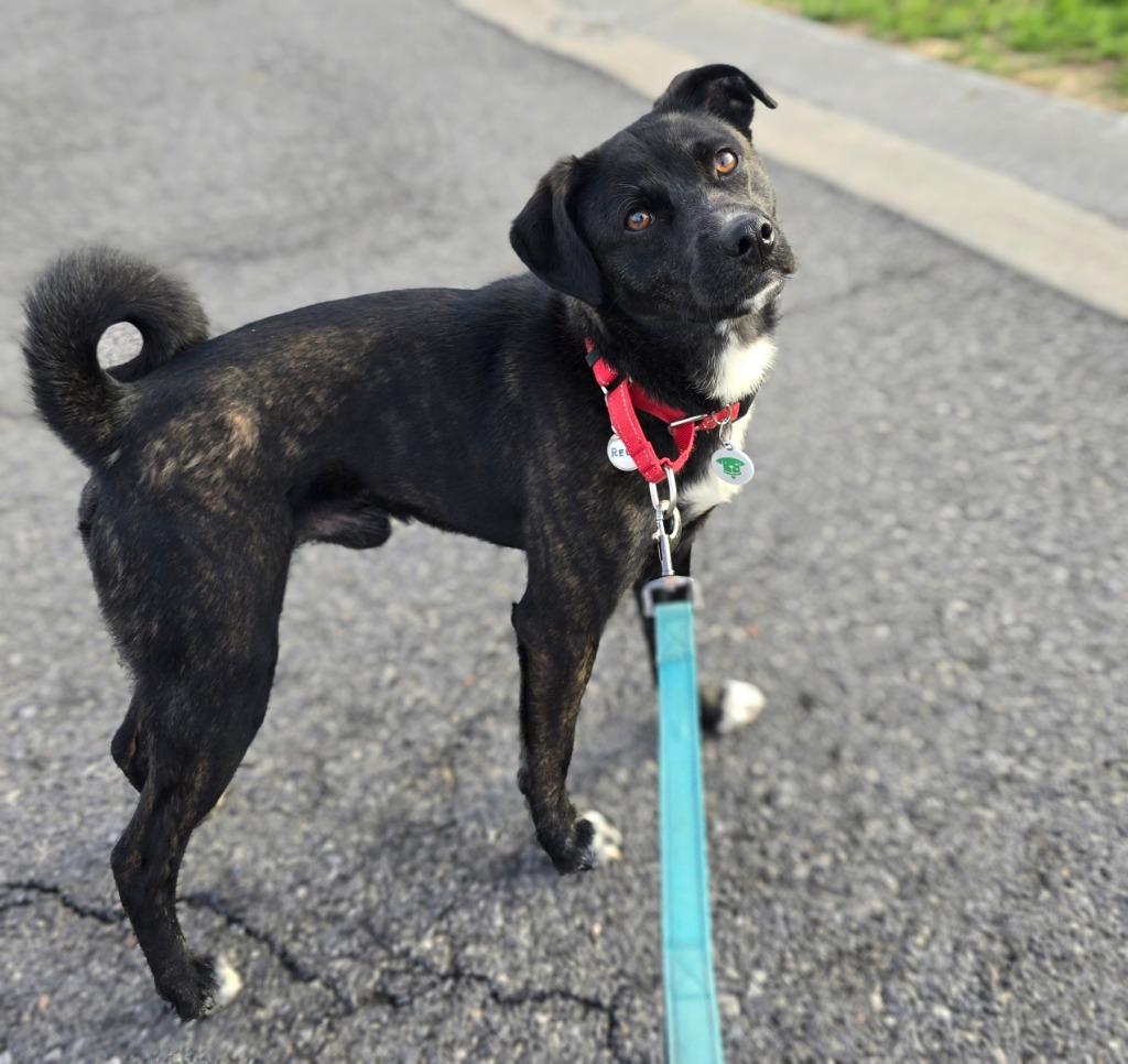 Reed, a Adoptable mixed breed in North Syracuse, NY image 3/6