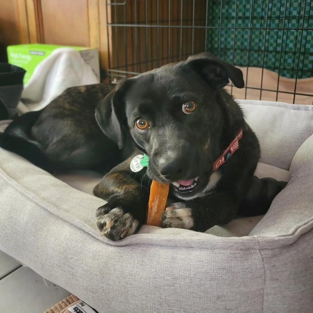 Reed, a Adoptable mixed breed in North Syracuse, NY image 4/6