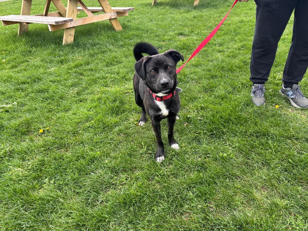 Reed, a Adoptable mixed breed in North Syracuse, NY image 5/6