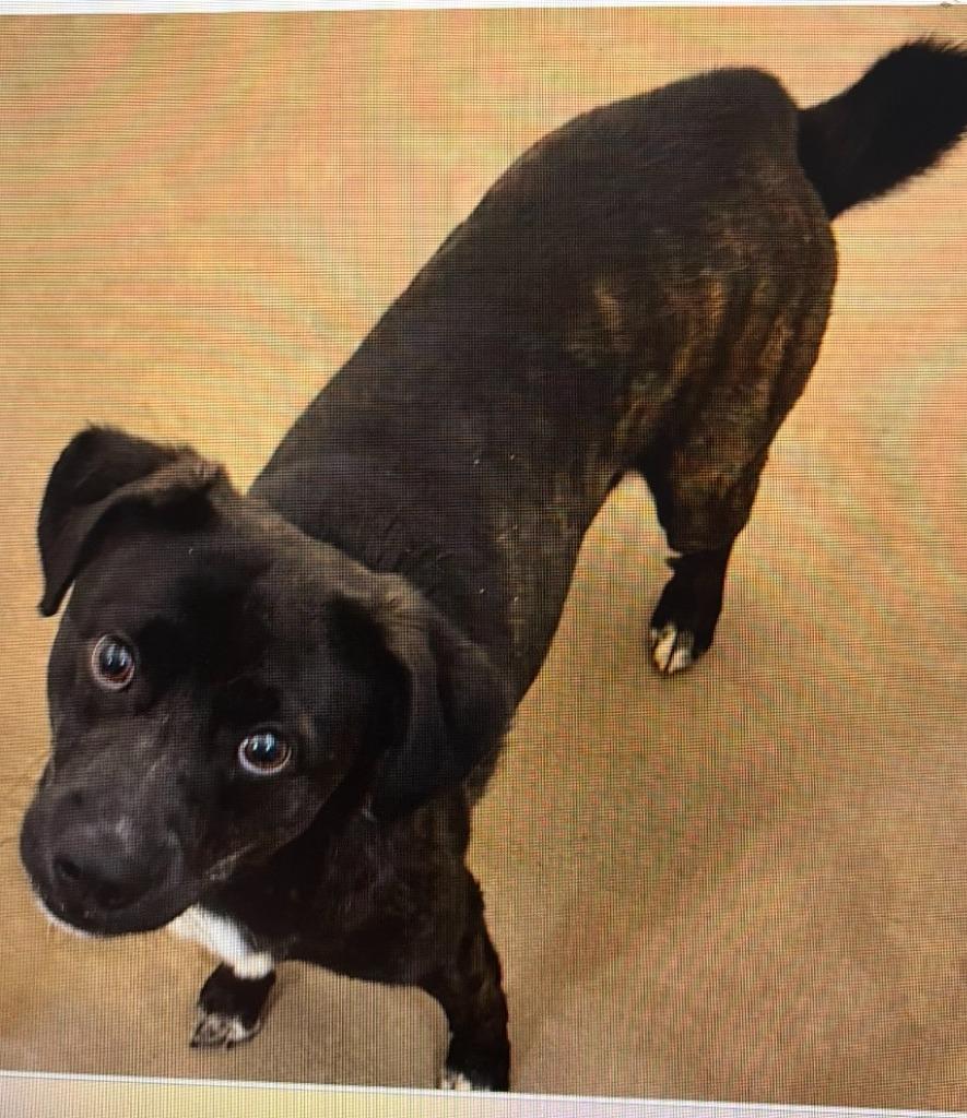 Enlarge Reed, a Adoptable mixed breed in North Syracuse, NY image 1/1