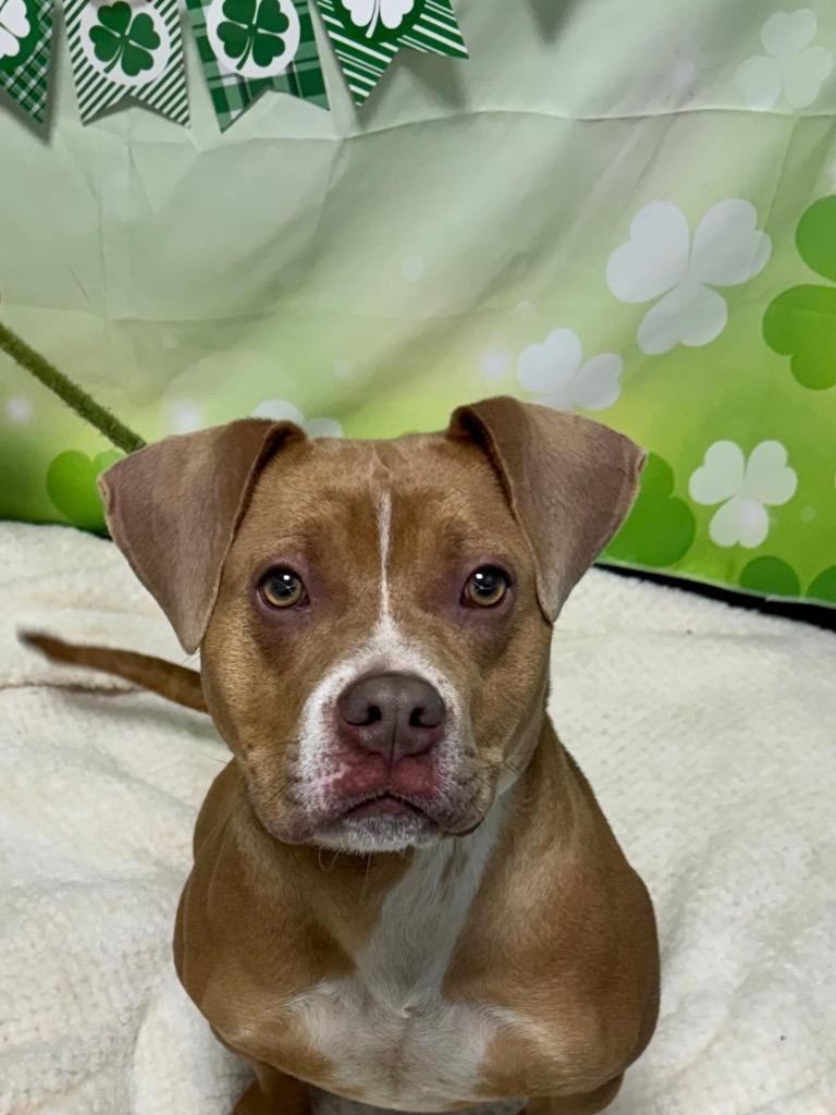 Valentine (Phoebe), Adoptable, Young Female Mixed Breed.