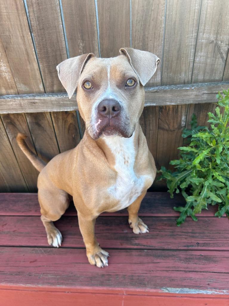 Enlarge Phoebe, a Adoptable Mixed Breed in New Manchester, WV image 3/6