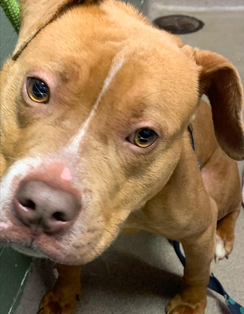 Enlarge Valentine (Phoebe), a Adoptable Mixed Breed in New Manchester, WV image 3/6