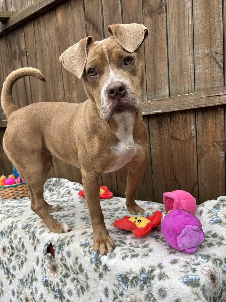 Enlarge Valentine (Phoebe), a Adoptable Mixed Breed in New Manchester, WV image 4/6