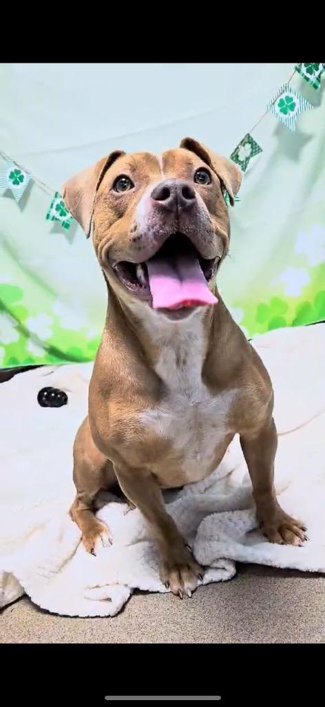 Enlarge Valentine (Phoebe), a Adoptable Mixed Breed in New Manchester, WV image 6/6