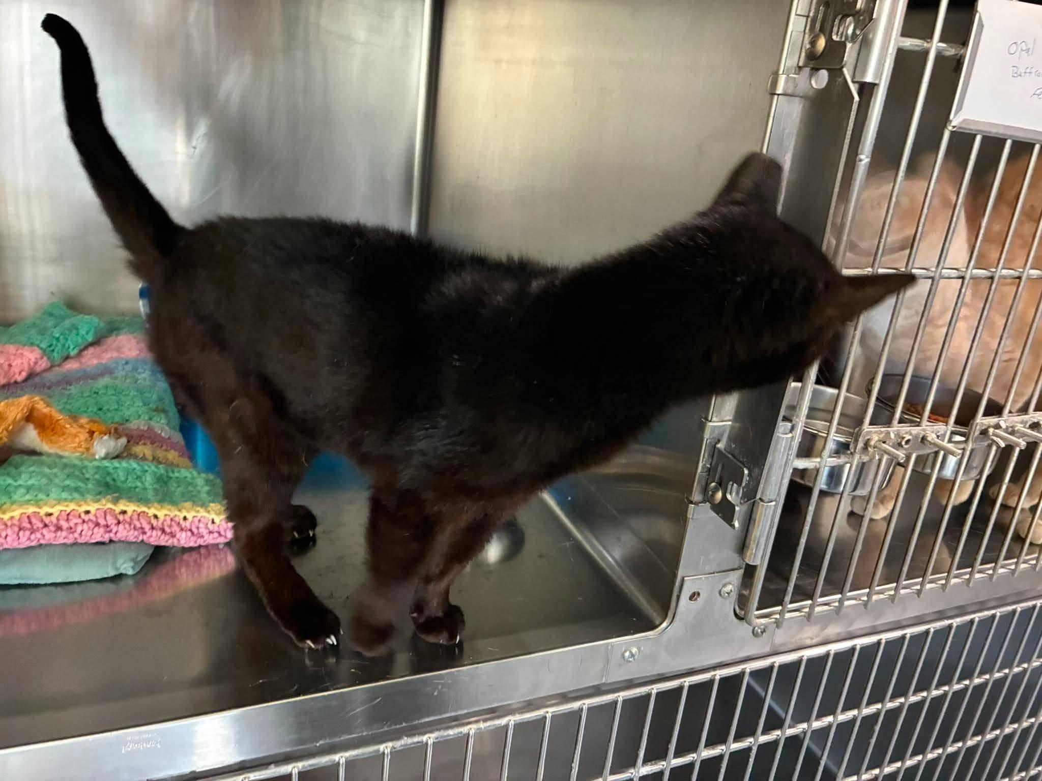 Tiny , a Adoptable mixed breed in Petersburg, IL image 4/5