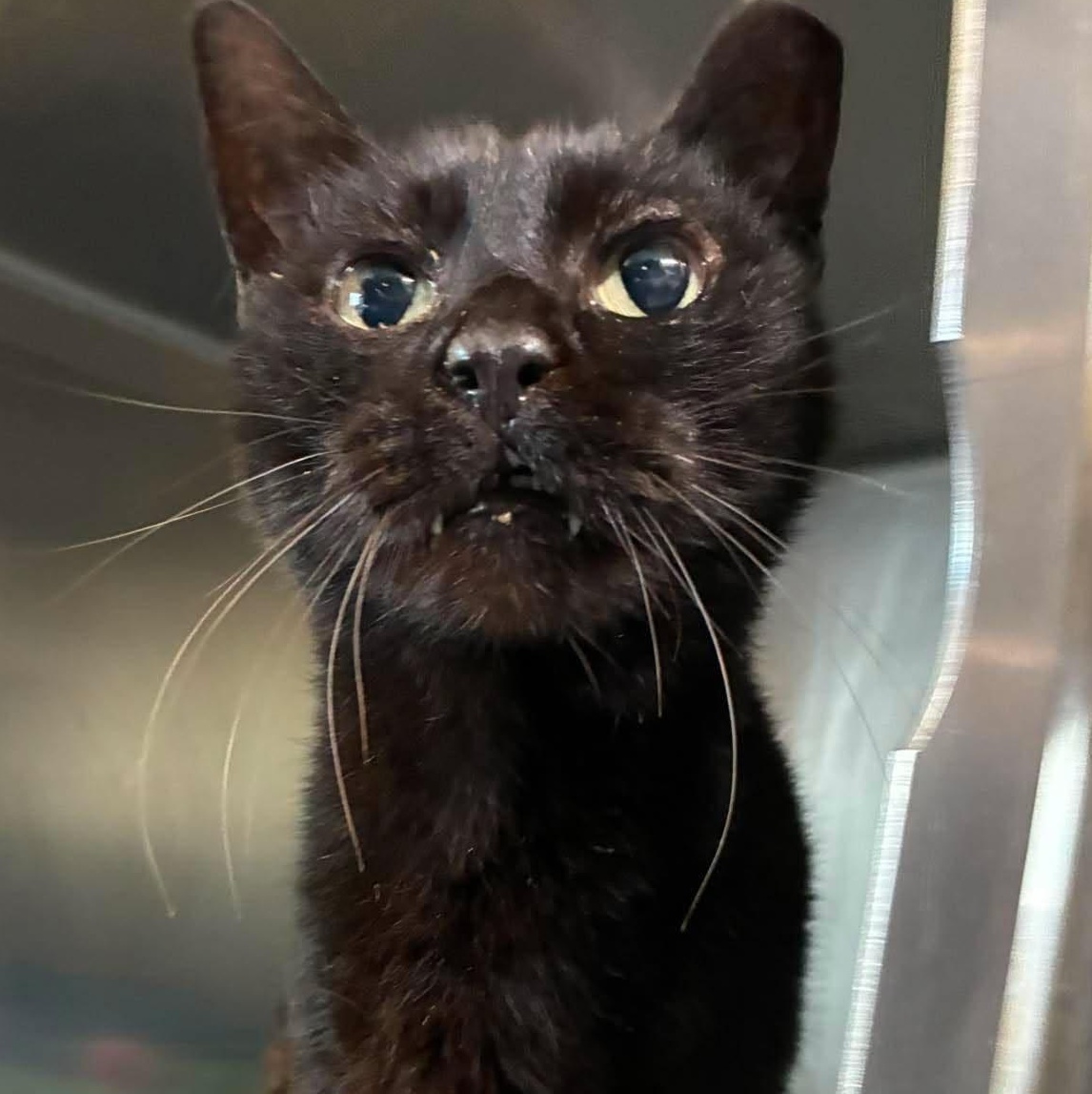 Tiny , Adoptable, Adult Female Domestic Short Hair.