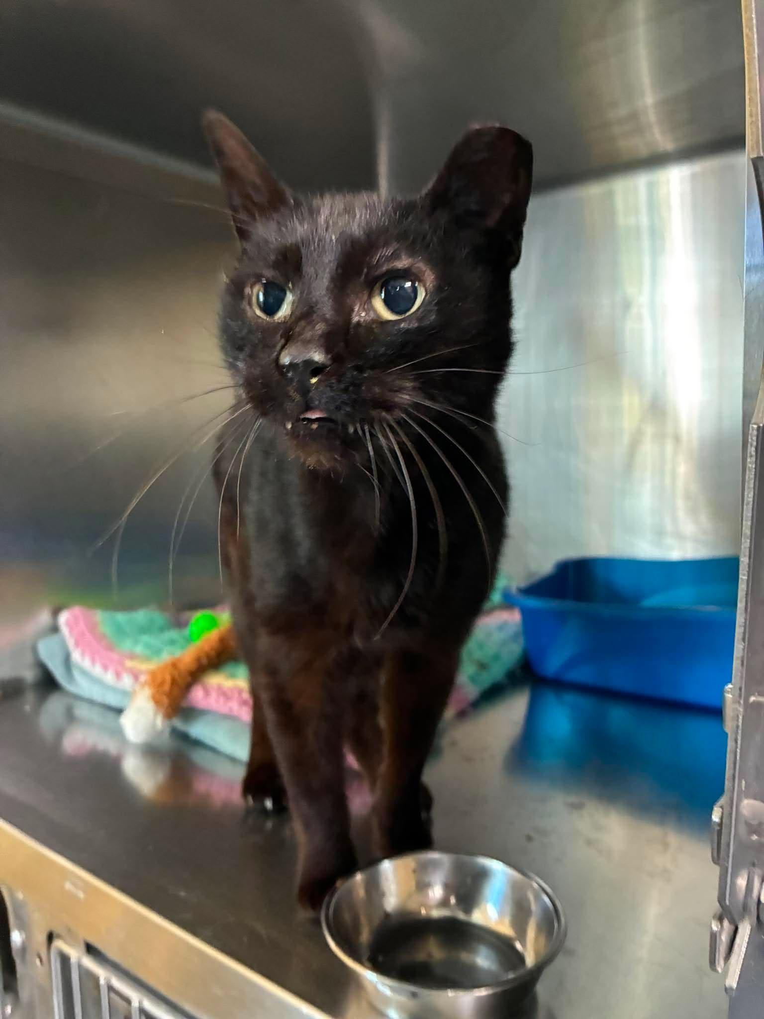 Tiny , a Adoptable mixed breed in Petersburg, IL image 2/5