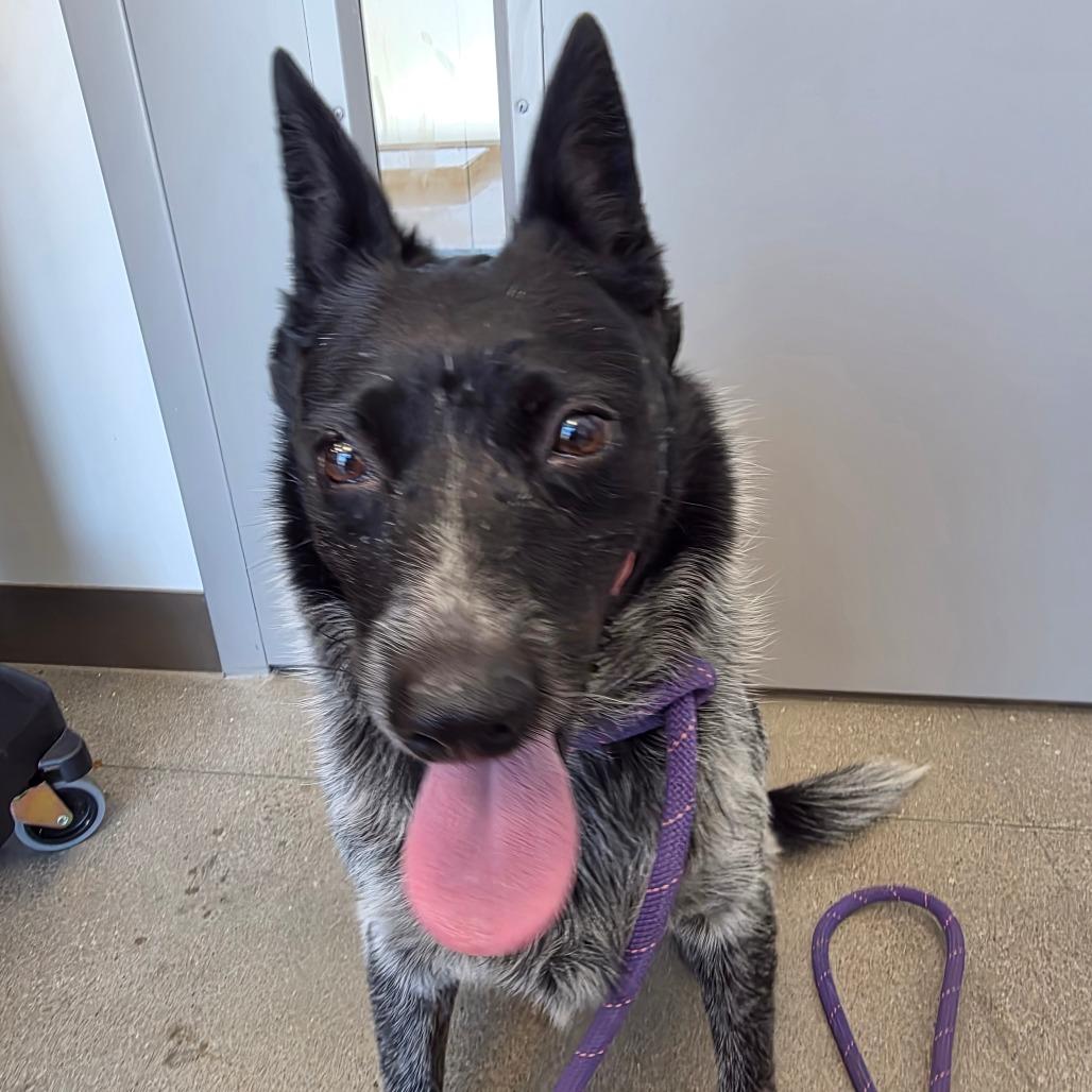 Sky, Adoptable, Adult Female Australian Cattle Dog / Blue Heeler.