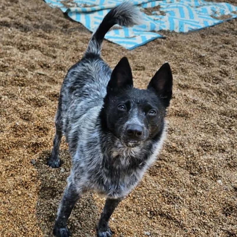 Sky, a Adoptable Australian Cattle Dog / Blue Heeler in Sand Springs, OK image 2/3