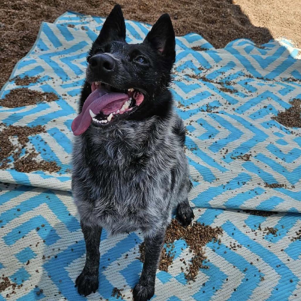 Sky, a Adoptable Australian Cattle Dog / Blue Heeler in Sand Springs, OK image 3/3
