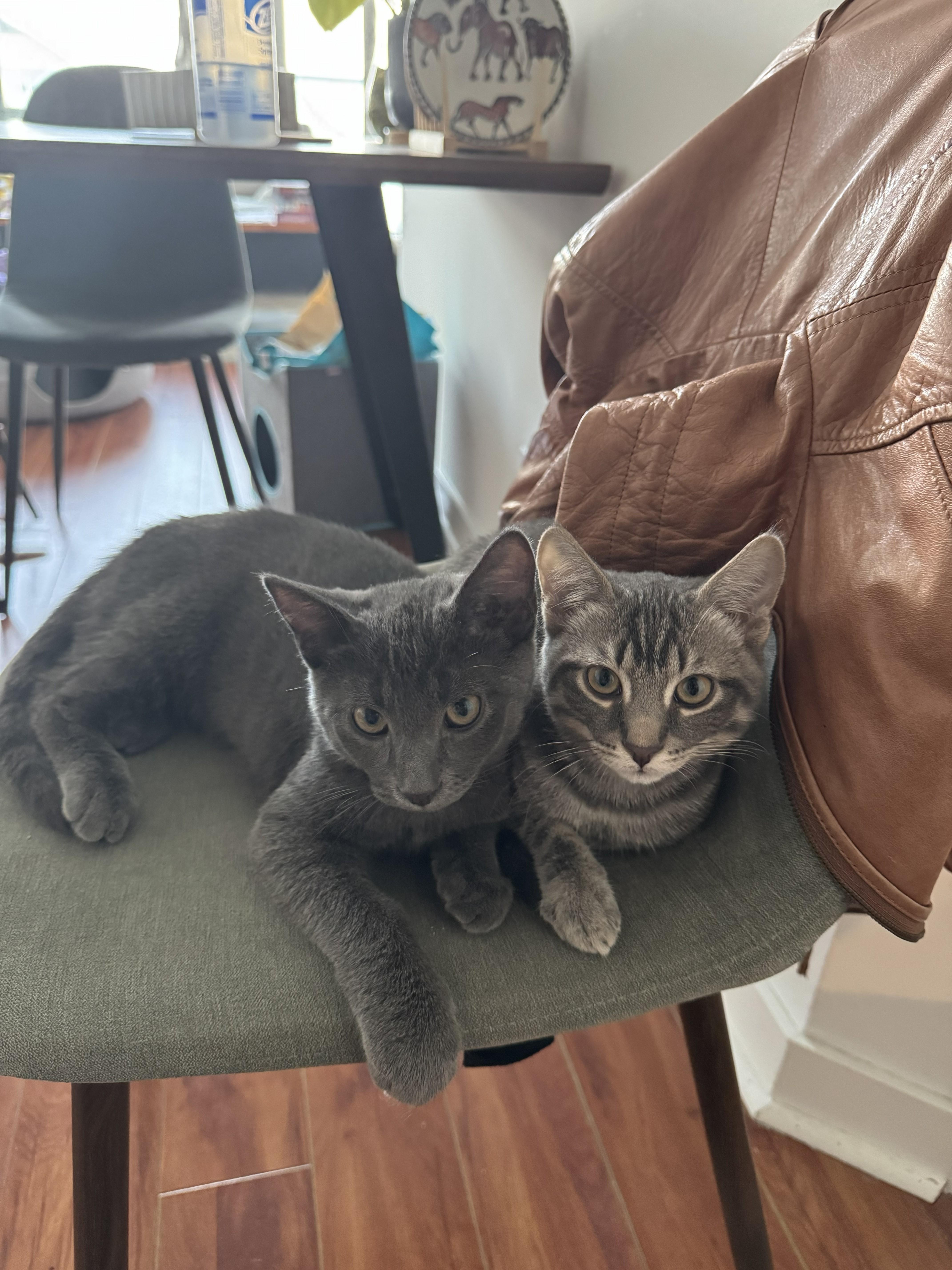 Enlarge Benedict-Must be adopted with Waffles, a Adopted Domestic Short Hair in Toronto, ON image 3/3