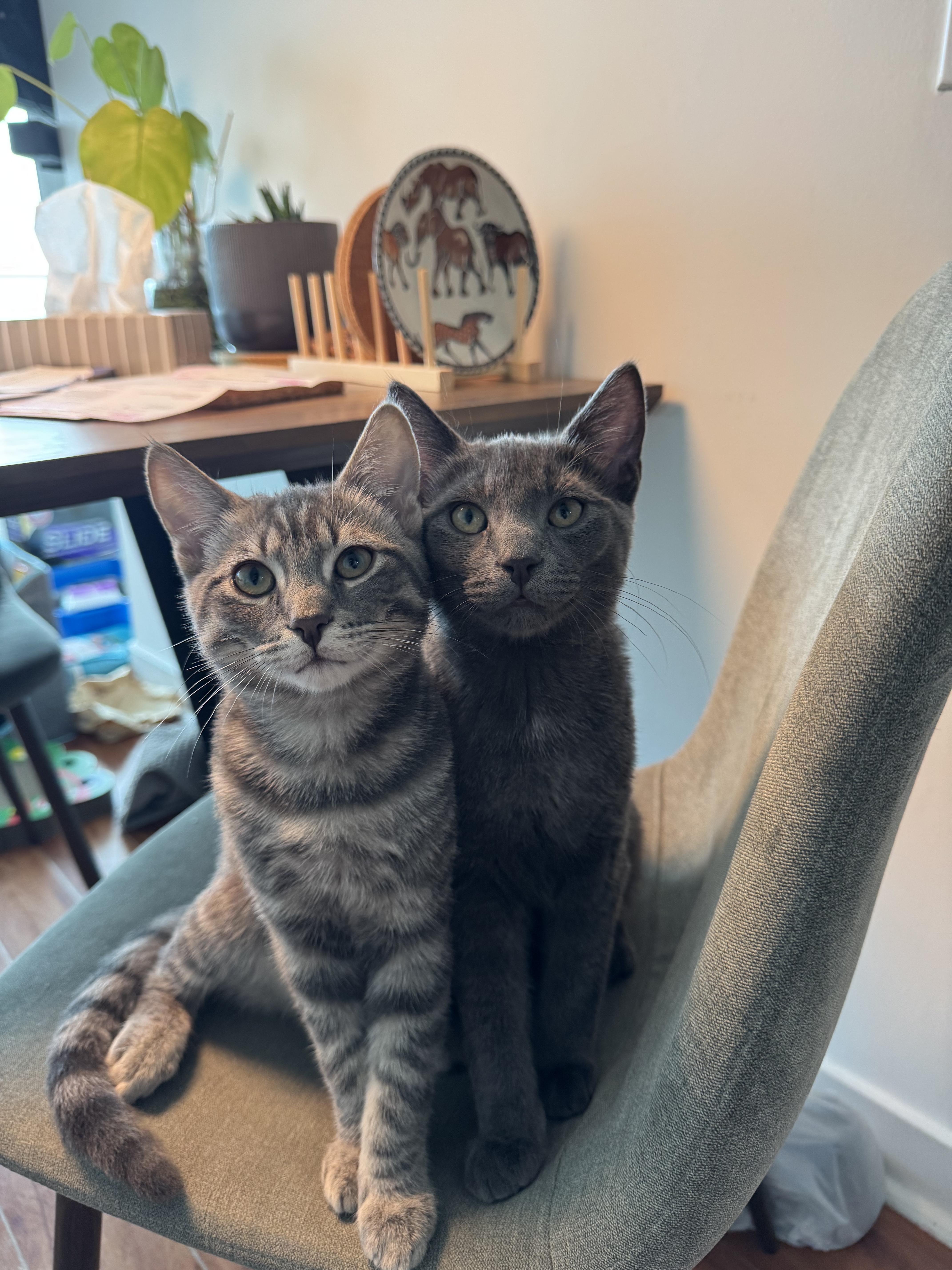 Enlarge Benedict-Must be adopted with Waffles, a Adopted Domestic Short Hair in Toronto, ON image 2/3