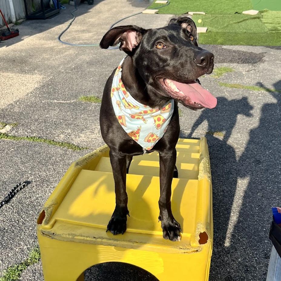 Rudy, Adoptable, Young Male Mixed Breed.