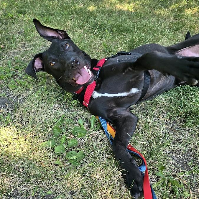 Rudy, Adoptable, Adult Male Pit Bull Terrier & German Shepherd Dog.