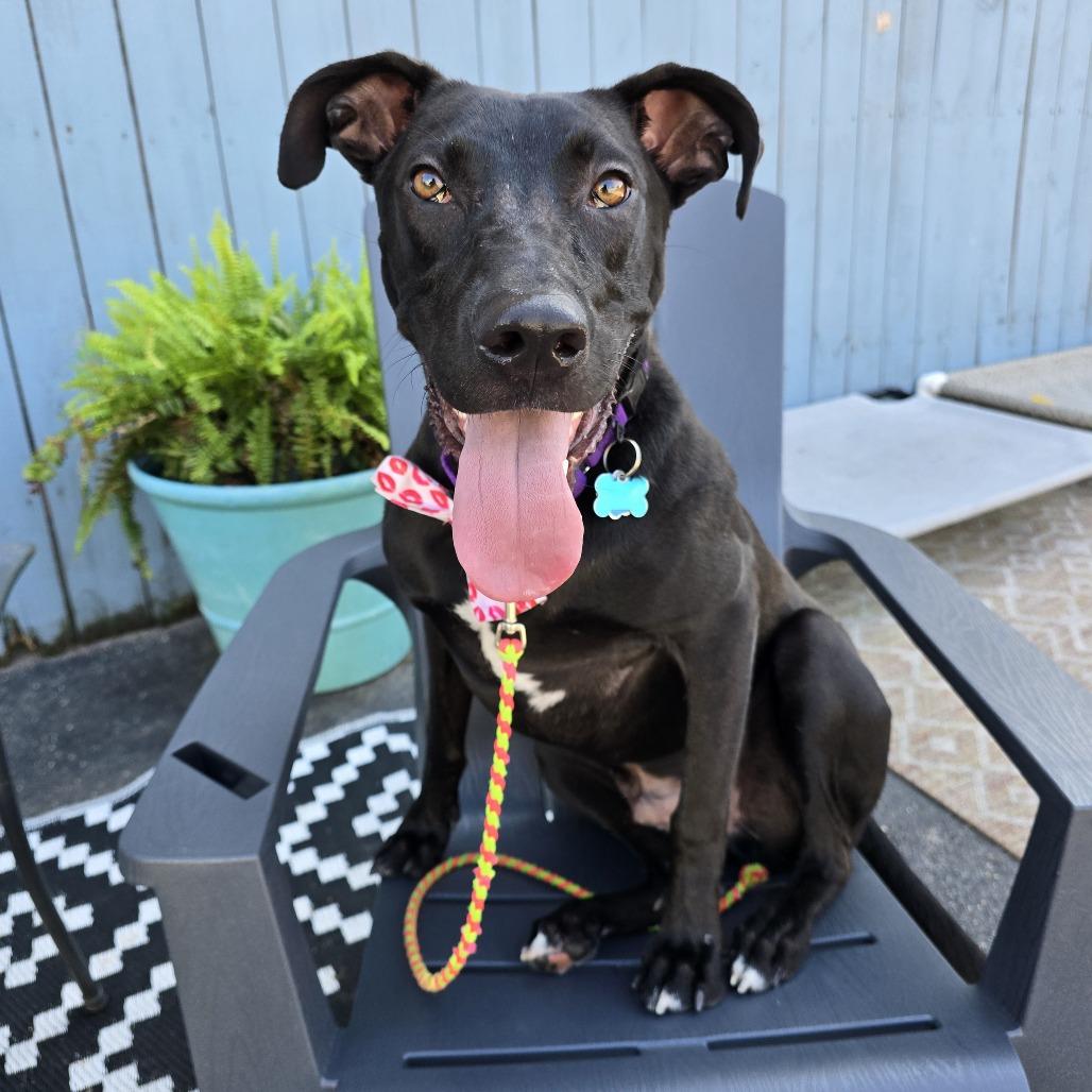 Rudy, a Adoptable mixed breed in Chicago, IL image 2/6