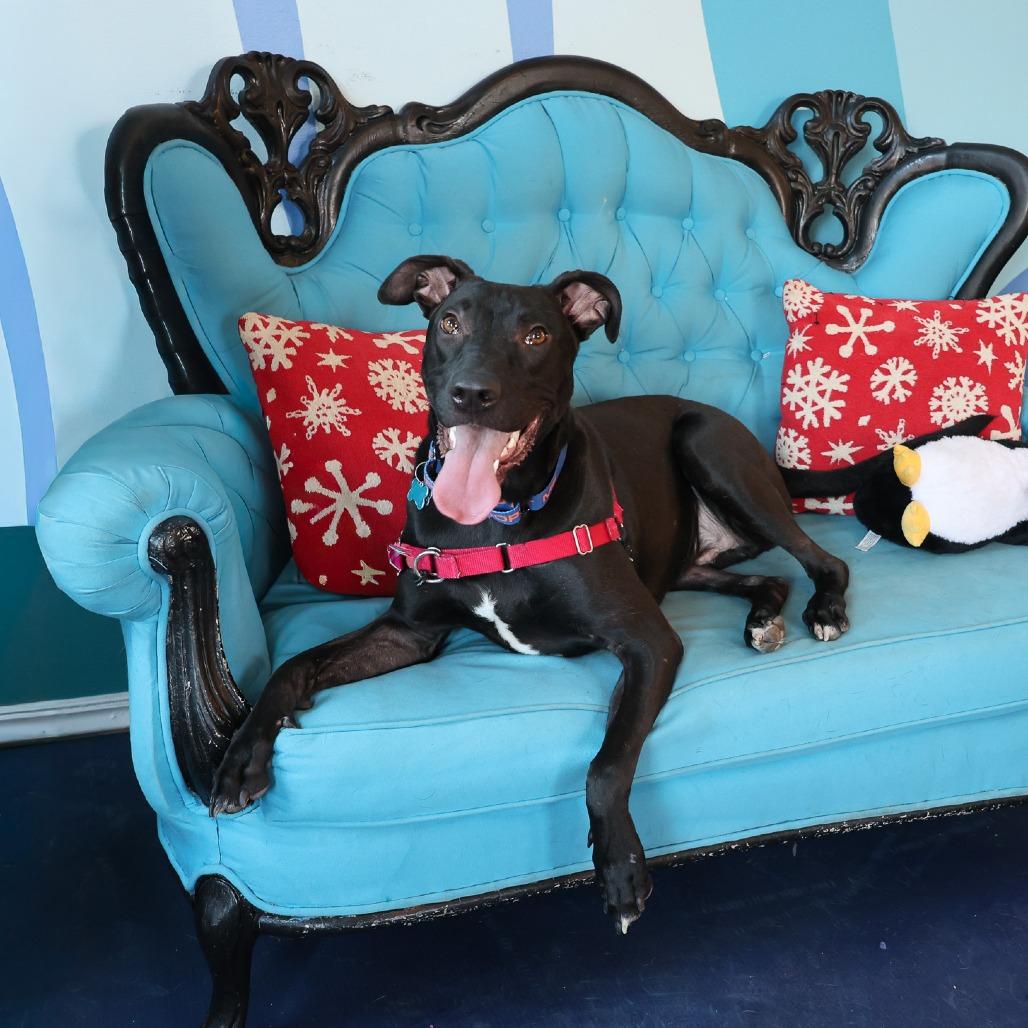 Rudy, a Adoptable Mixed Breed in Chicago, IL image 3/6