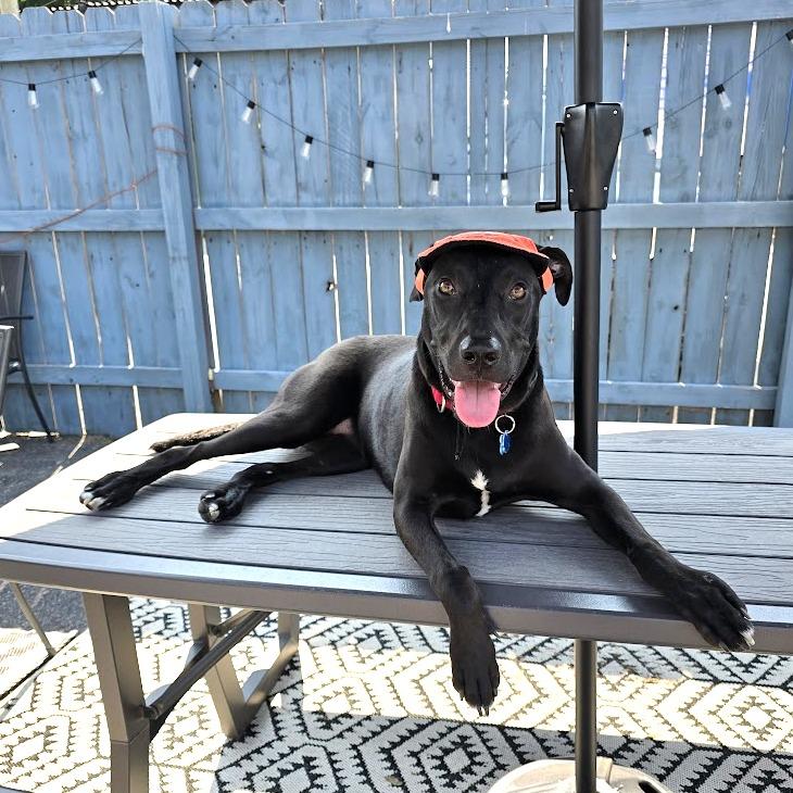 Rudy, a Adoptable Mixed Breed in Chicago, IL image 4/6