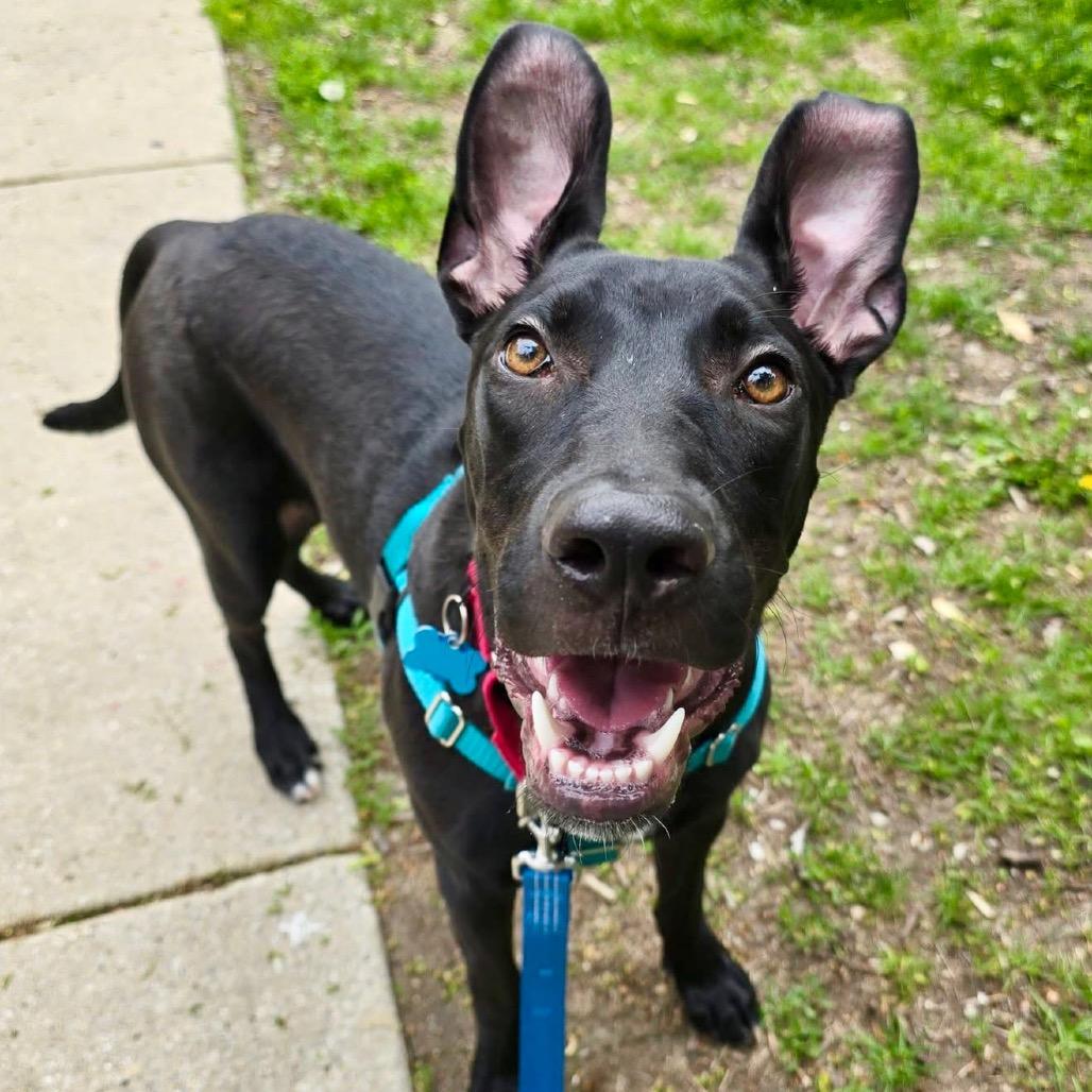 Enlarge Rudy, a Adoptable Mixed Breed in Chicago, IL image 4/6