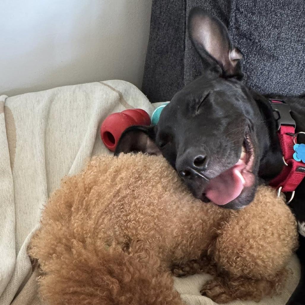 Rudy, a Adoptable Mixed Breed in Chicago, IL image 5/6