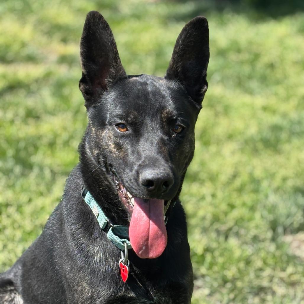 Anakin, Adoptable, Young Male Mixed Breed.
