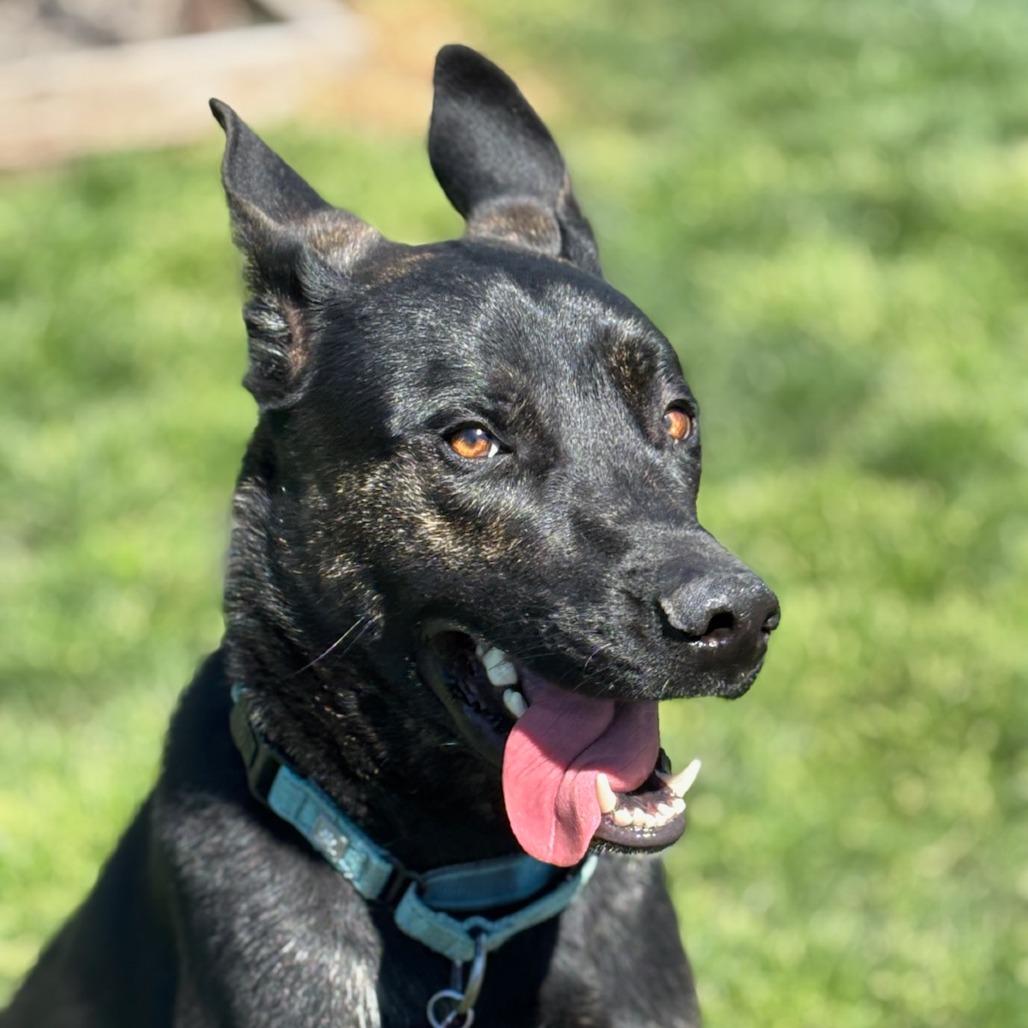 Anakin, a Adoptable Mixed Breed in Medford, OR image 2/2