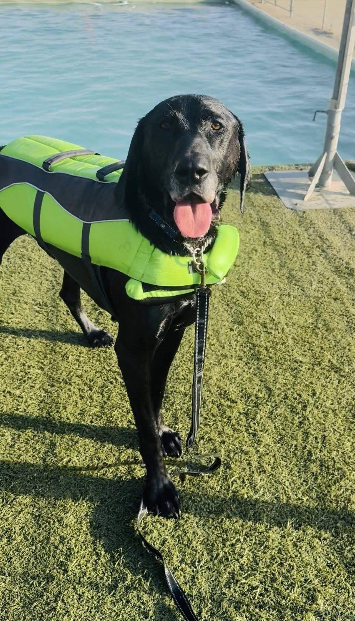 Atlas, ADOPTABLE, Adult Male German Shorthaired Pointer & Labrador Retriever.