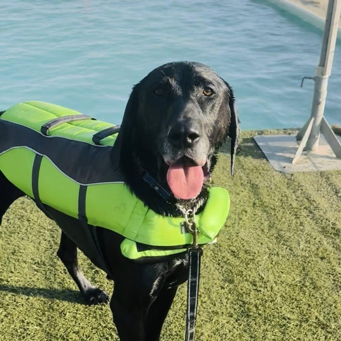 Atlas, a ADOPTABLE mixed breed in Santa Paula, CA image 1/4