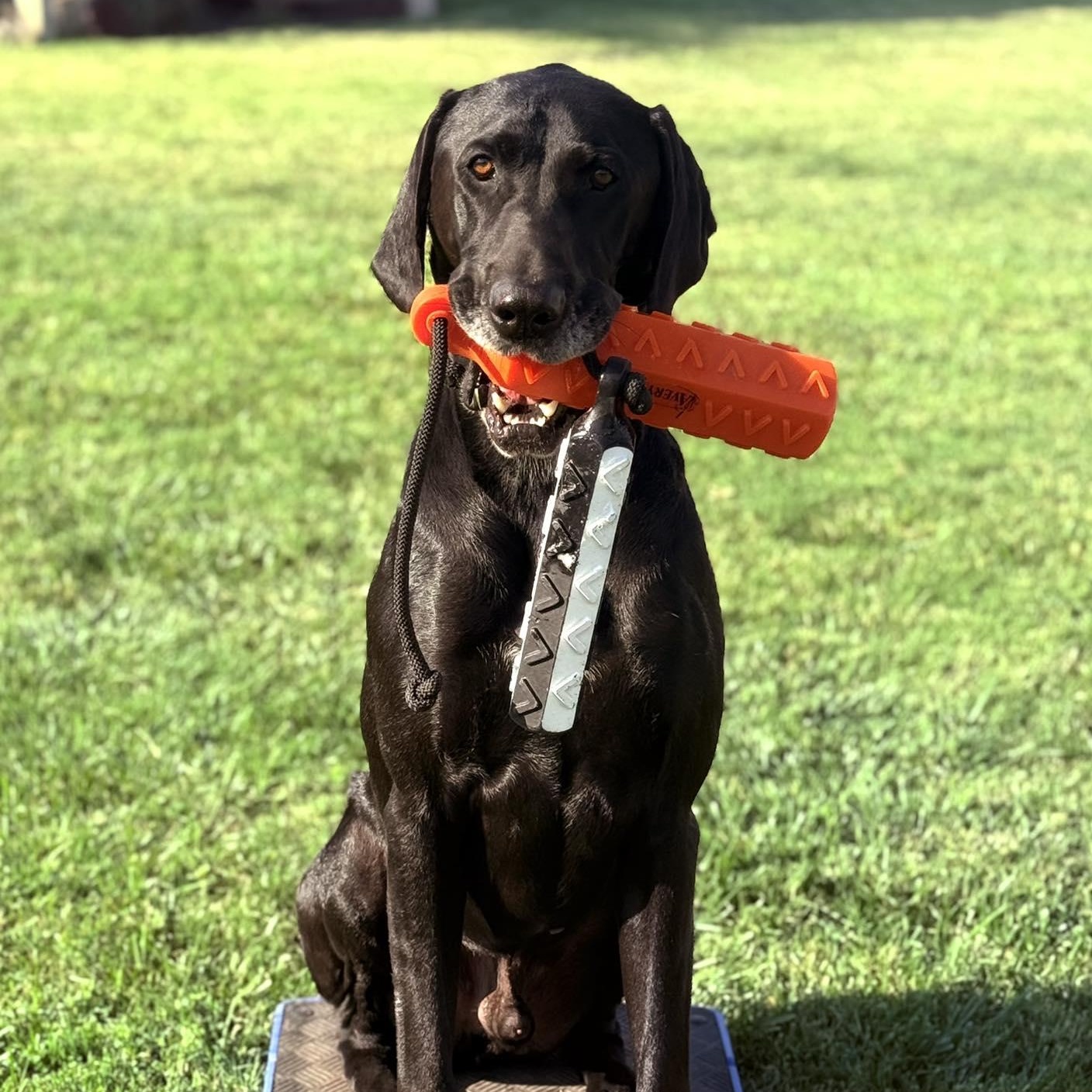 Atlas, a ADOPTABLE mixed breed in Santa Paula, CA image 3/4