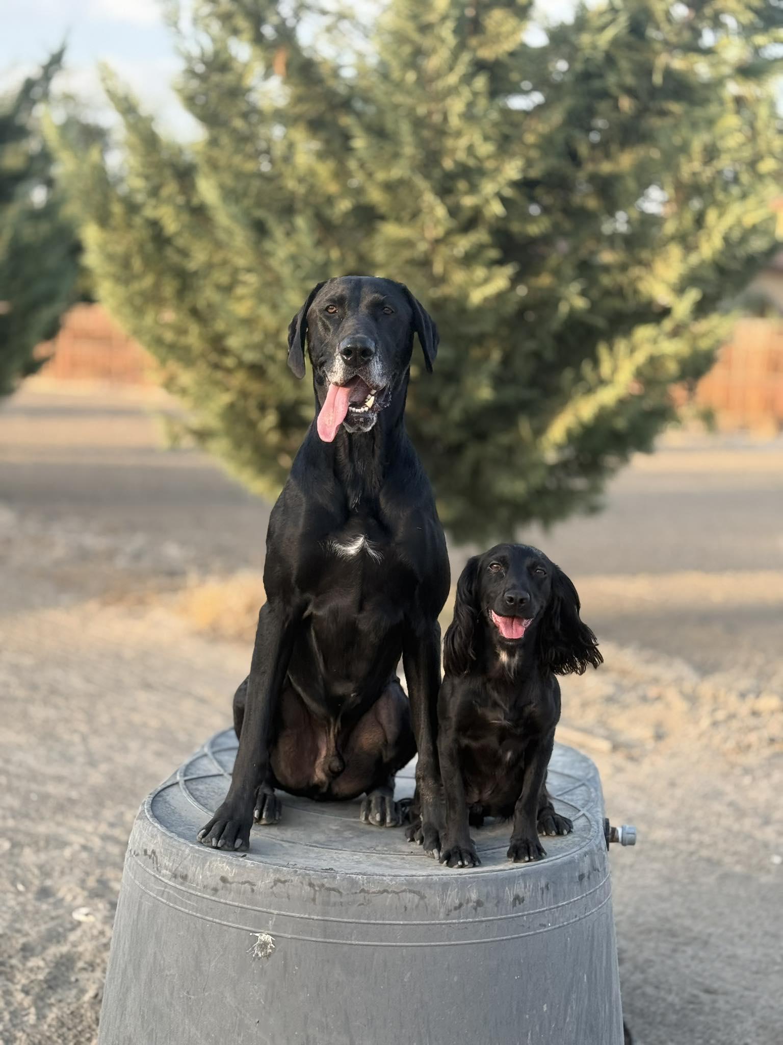Atlas, a ADOPTABLE mixed breed in Santa Paula, CA image 4/4