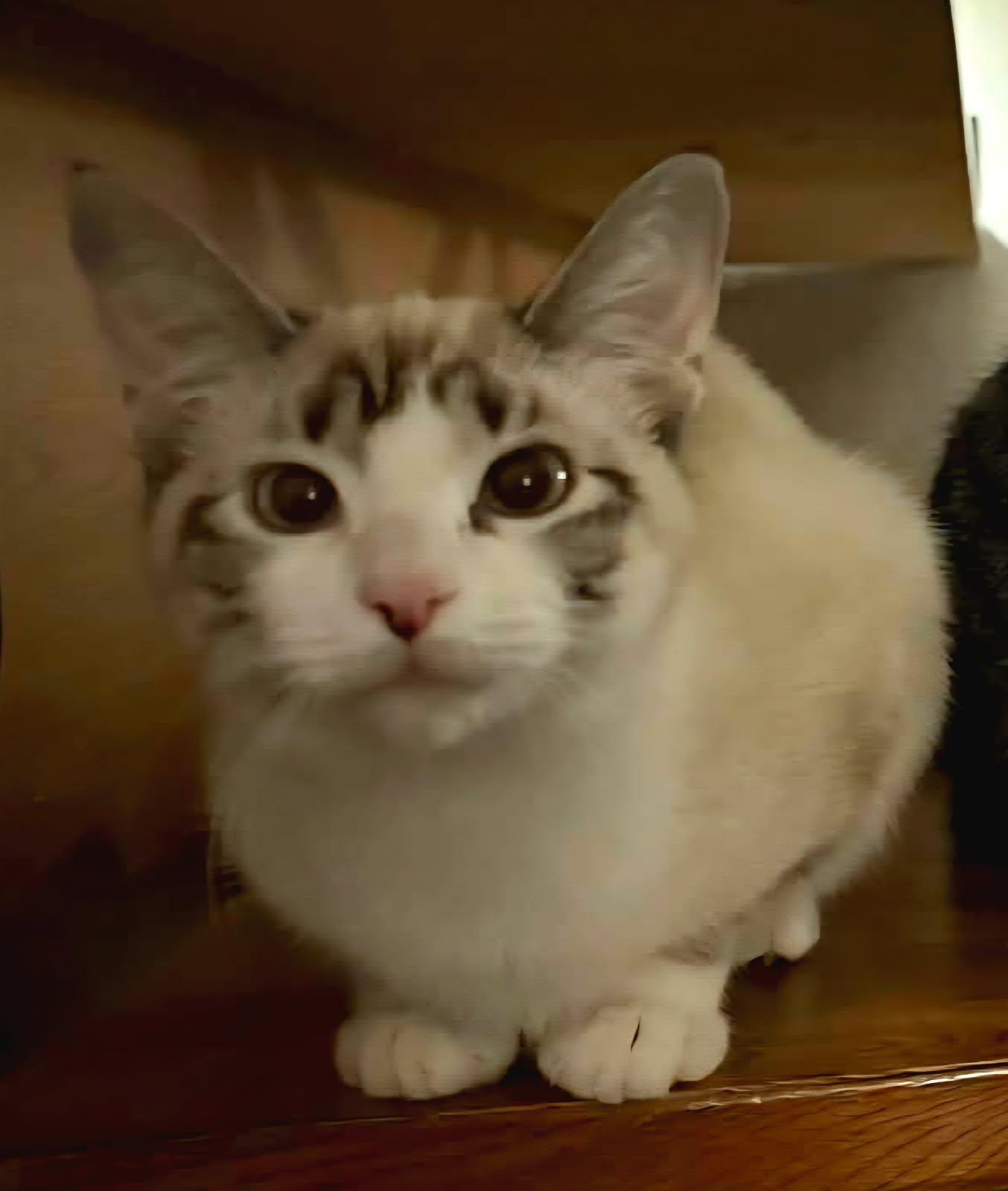 Enlarge Sophia, an adopted Siamese in Bentonville, AR image 2/2