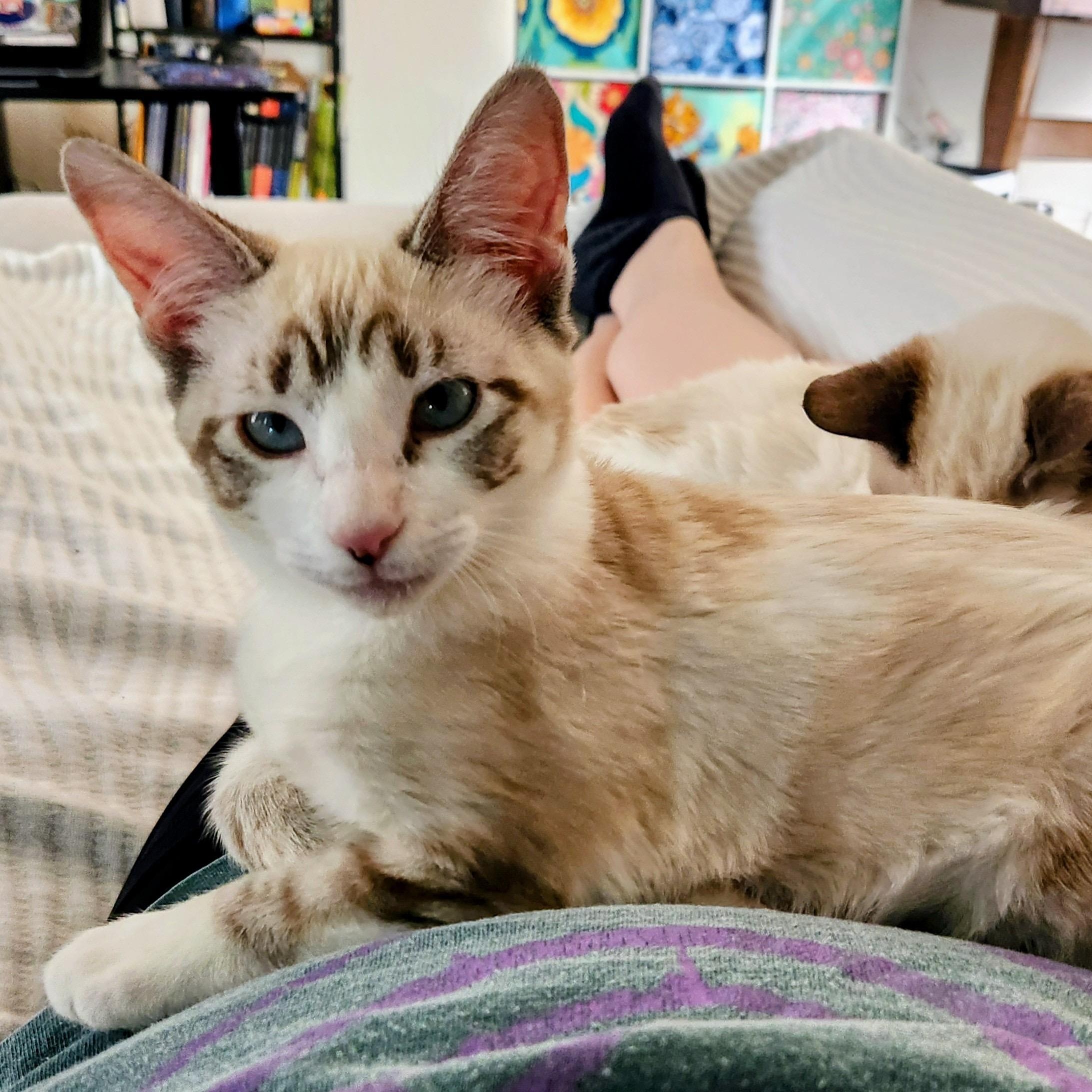 Sophia, adopted, Young Female Siamese.