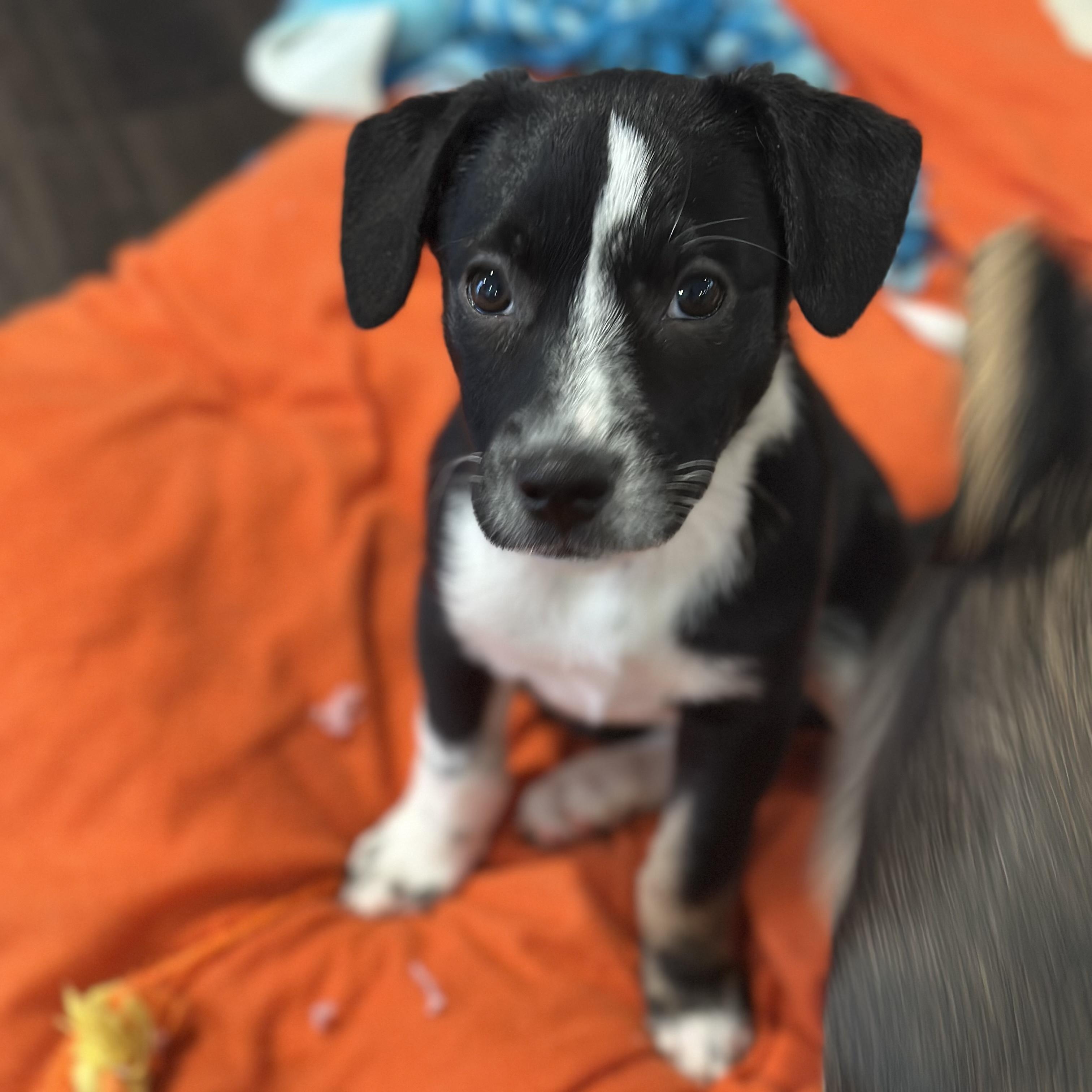 Enlarge Oreo, an adopted Mixed Breed in Lindenhurst, NY image 1/1