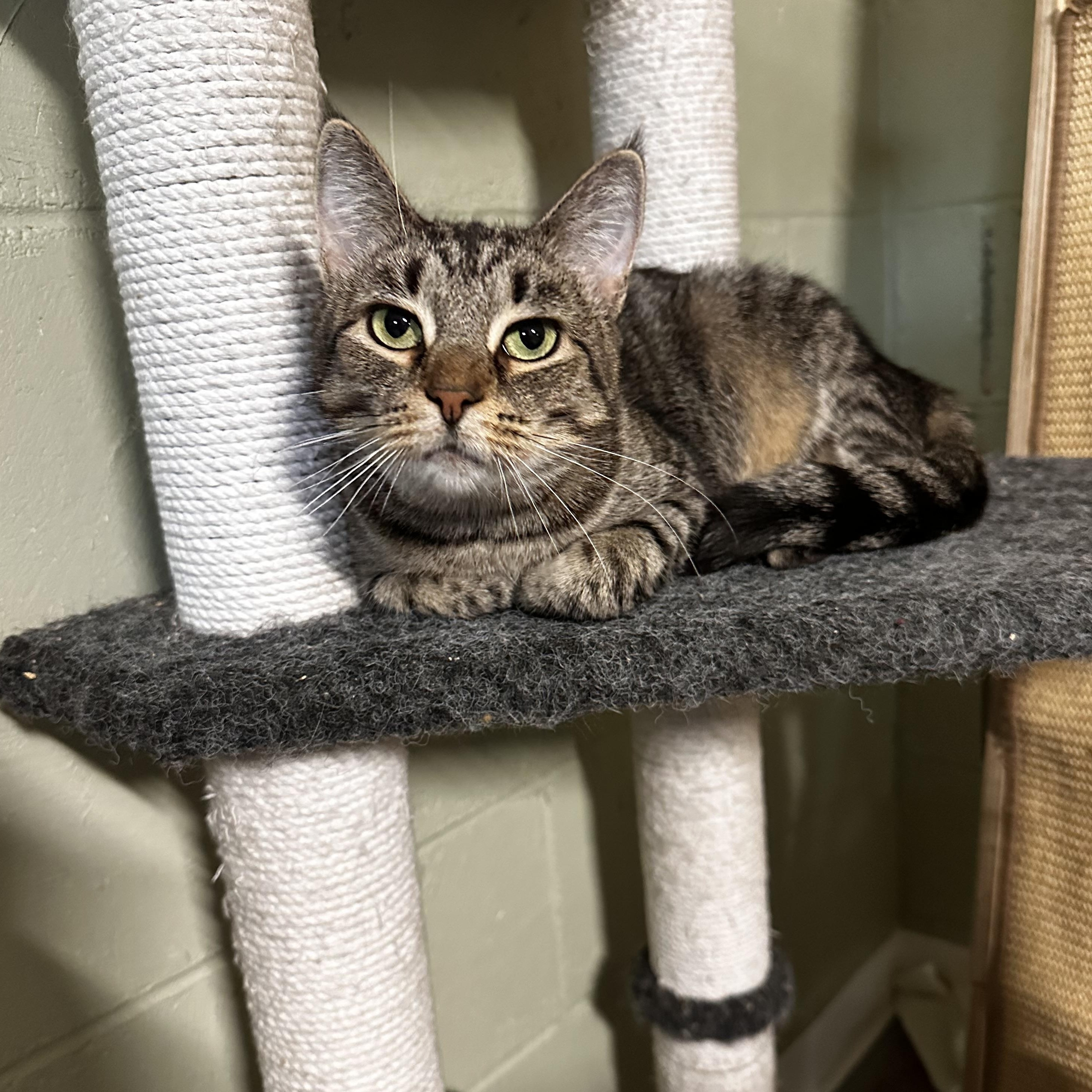 Enlarge Titania , a ADOPTABLE Domestic Short Hair in North East, MD image 4/4