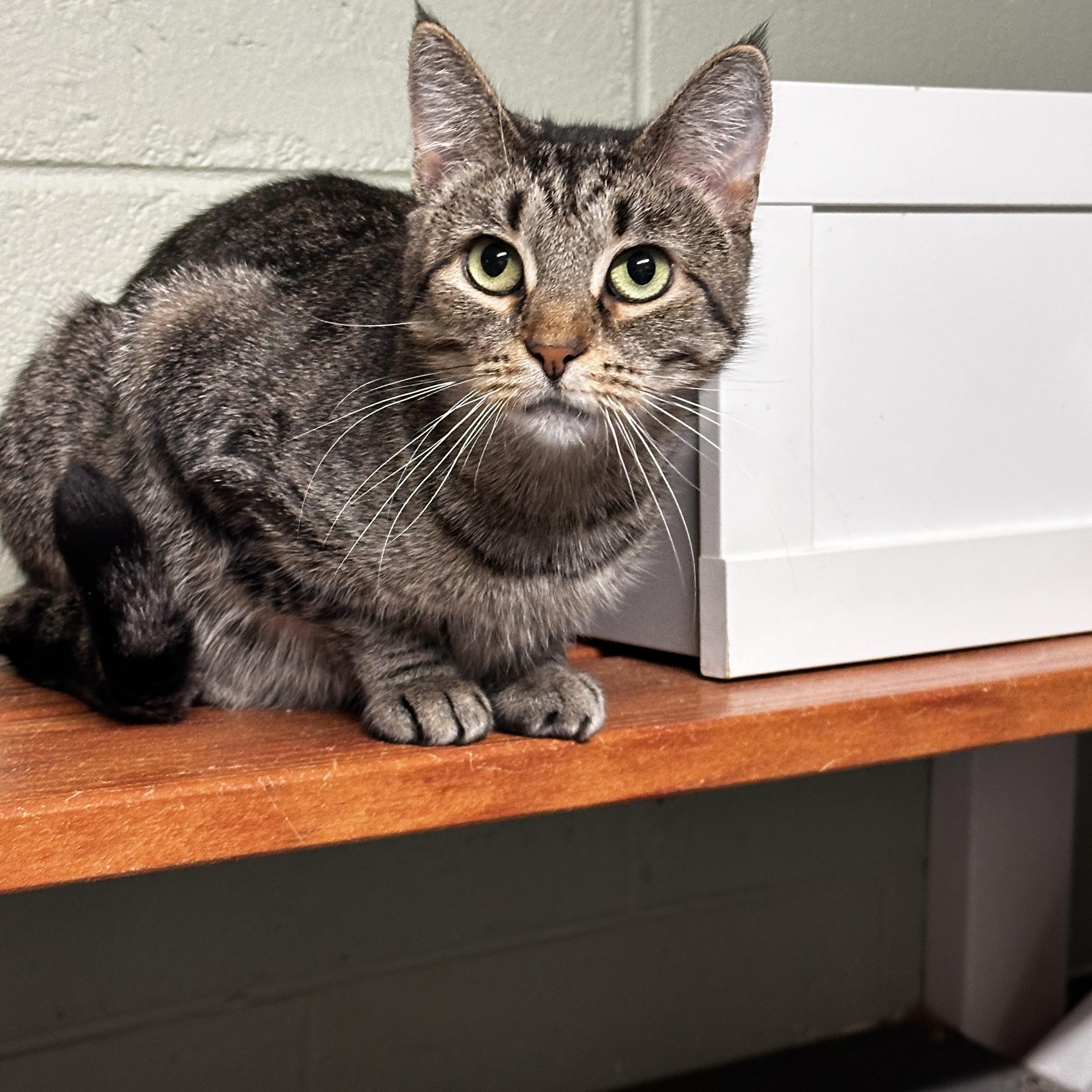 Titania , ADOPTABLE, Young Female Domestic Short Hair.