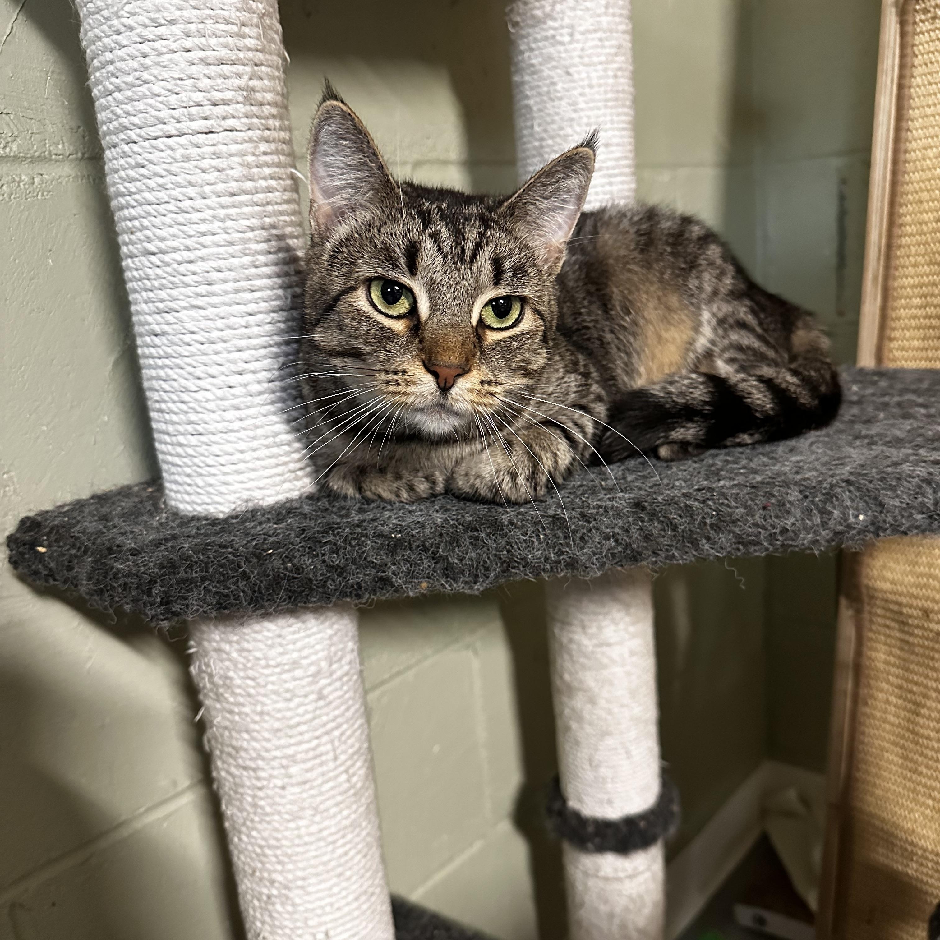Enlarge Titania , a ADOPTABLE Domestic Short Hair in North East, MD image 3/4