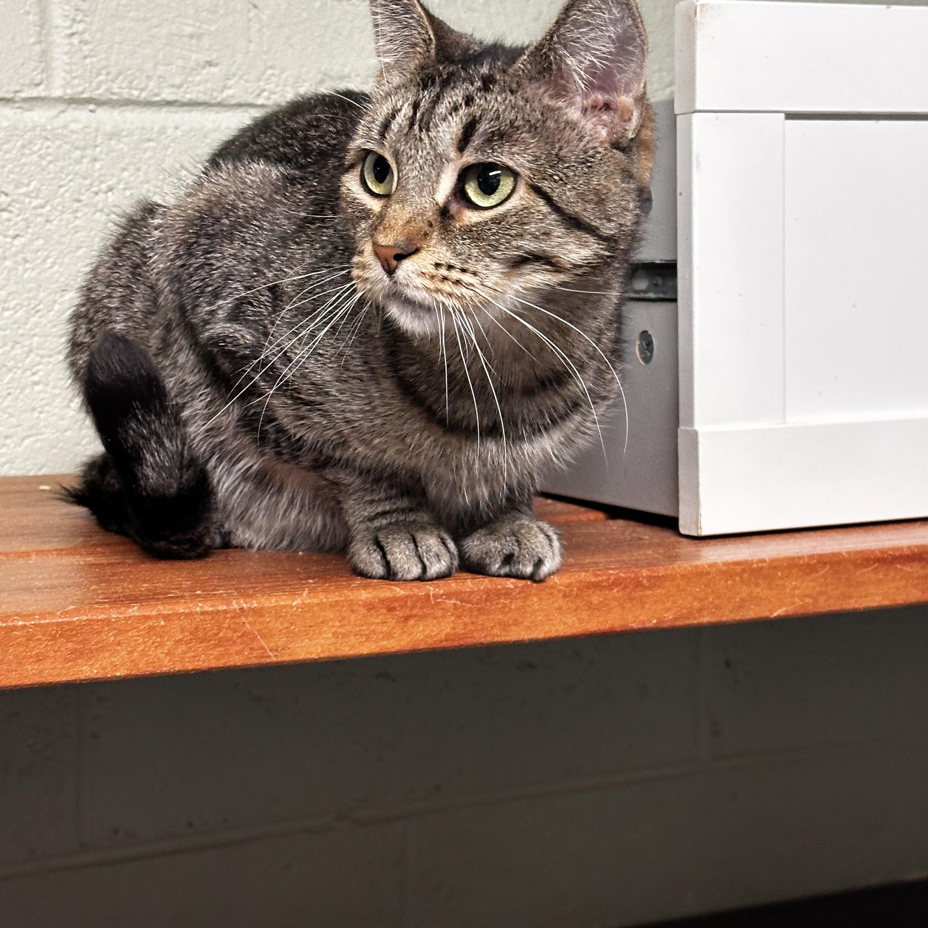 Enlarge Titania , a ADOPTABLE Domestic Short Hair in North East, MD image 2/4