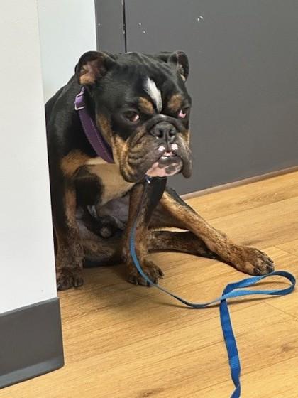 EGGO WAFFLES, Adoptable, Adult Male English Bulldog.