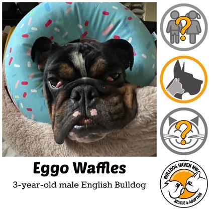 EGGO WAFFLES