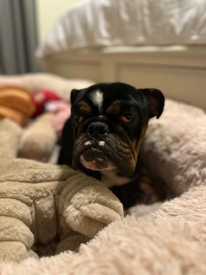 EGGO WAFFLES, a Adoptable English Bulldog image 3/3