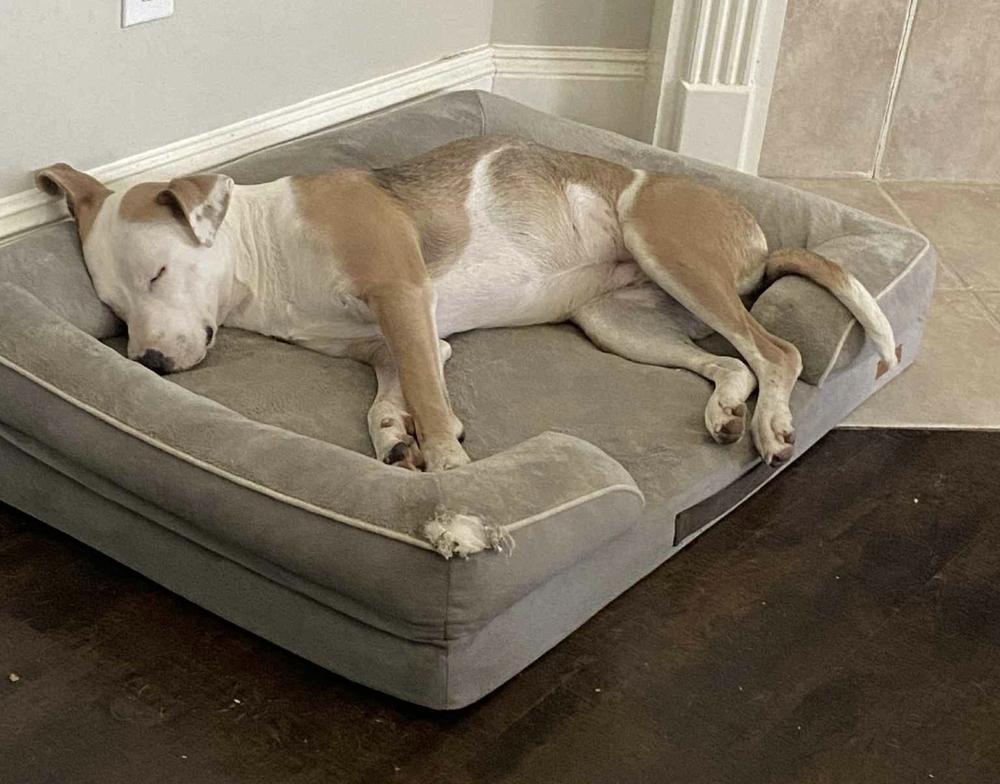 Enlarge BONNIE, a Adoptable mixed breed in Albany , NY image 3/4