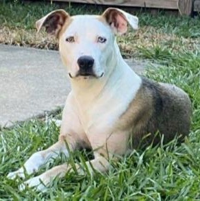 BONNIE, Adoptable, Young Female Staffordshire Bull Terrier.