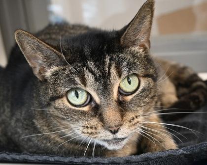 Enlarge Eclair, a Adoptable Domestic Short Hair in West Seneca, NY image 1/3