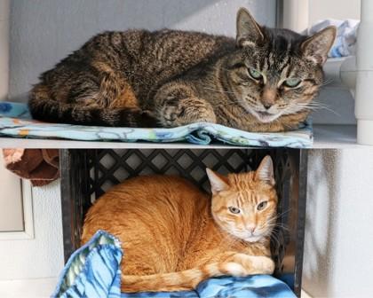 Enlarge Eclair, a Adoptable Domestic Short Hair in West Seneca, NY image 2/3